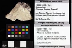 Foto (Objket + Etiketten) von Decapoda indet. 